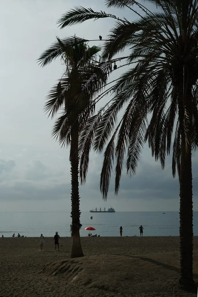 Palm trees on the sand at La Malagueta beach in Málaga, with the sea and a ship behind